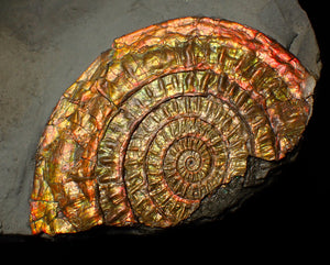 Large 88 mm iridescent Caloceras display ammonite fossil