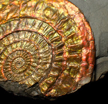 Load image into Gallery viewer, Large 88 mm iridescent Caloceras display ammonite fossil
