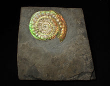 Load image into Gallery viewer, Complete 70mm green &amp; orange iridescent Caloceras display ammonite fossil
