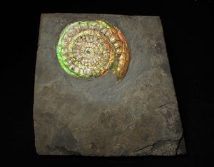 Complete 70mm green & orange iridescent Caloceras display ammonite fossil