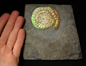 Complete 70mm green & orange iridescent Caloceras display ammonite fossil