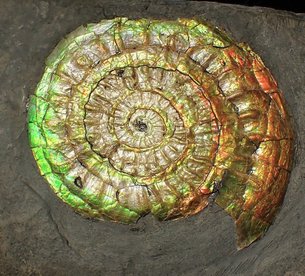 Complete 70mm green & orange iridescent Caloceras display ammonite fossil