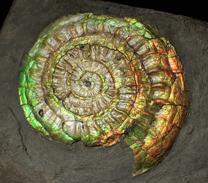 Complete 70mm green & orange iridescent Caloceras display ammonite fossil