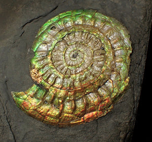 Complete 70mm green & orange iridescent Caloceras display ammonite fossil