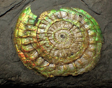 Load image into Gallery viewer, Complete 70mm green &amp; orange iridescent Caloceras display ammonite fossil
