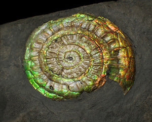 Complete 70mm green & orange iridescent Caloceras display ammonite fossil