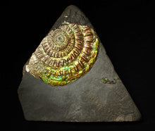 Load image into Gallery viewer, Large 82 mm iridescent Caloceras display ammonite fossil
