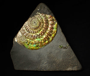 Large 82 mm iridescent Caloceras display ammonite fossil