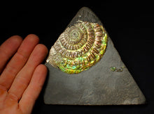 Load image into Gallery viewer, Large 82 mm iridescent Caloceras display ammonite fossil
