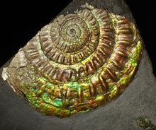 Load image into Gallery viewer, Large 82 mm iridescent Caloceras display ammonite fossil
