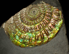 Load image into Gallery viewer, Large 82 mm iridescent Caloceras display ammonite fossil
