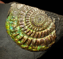 Load image into Gallery viewer, Large 82 mm iridescent Caloceras display ammonite fossil
