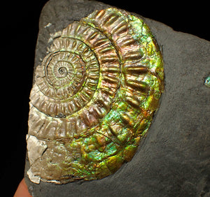 Large 82 mm iridescent Caloceras display ammonite fossil