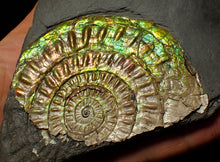 Load image into Gallery viewer, Large 82 mm iridescent Caloceras display ammonite fossil
