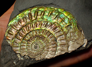 Large 82 mm iridescent Caloceras display ammonite fossil