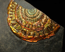 Load image into Gallery viewer, Large copper and gold iridescent Caloceras display ammonite
