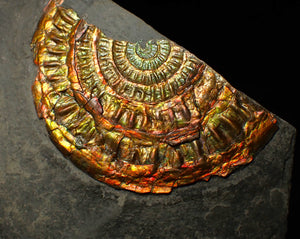Large copper and gold iridescent Caloceras display ammonite