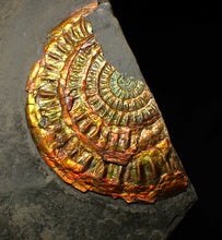 Load image into Gallery viewer, Large copper and gold iridescent Caloceras display ammonite
