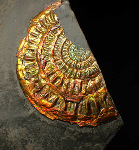 Large copper and gold iridescent Caloceras display ammonite