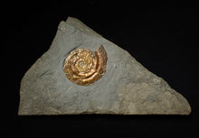 Load image into Gallery viewer, 36 mm Iridescent Psiloceras ammonite display fossil
