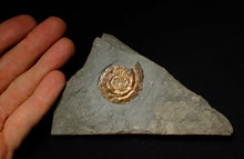 Load image into Gallery viewer, 36 mm Iridescent Psiloceras ammonite display fossil
