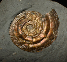 Load image into Gallery viewer, 36 mm Iridescent Psiloceras ammonite display fossil
