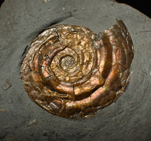 36 mm Iridescent Psiloceras ammonite display fossil