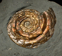 Load image into Gallery viewer, 36 mm Iridescent Psiloceras ammonite display fossil
