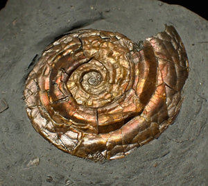 36 mm Iridescent Psiloceras ammonite display fossil