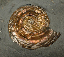 Load image into Gallery viewer, 36 mm Iridescent Psiloceras ammonite display fossil
