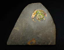 Load image into Gallery viewer, 27 mm juvenile Iridescent Psiloceras ammonite fossil display piece
