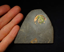 Load image into Gallery viewer, 27 mm juvenile Iridescent Psiloceras ammonite fossil display piece
