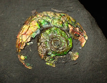 Load image into Gallery viewer, 27 mm juvenile Iridescent Psiloceras ammonite fossil display piece
