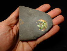 Load image into Gallery viewer, 27 mm juvenile Iridescent Psiloceras ammonite fossil display piece
