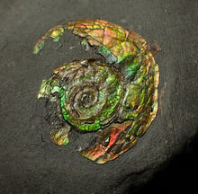 Load image into Gallery viewer, 27 mm juvenile Iridescent Psiloceras ammonite fossil display piece
