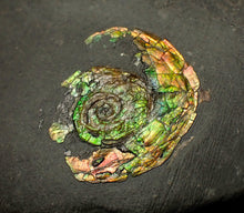 Load image into Gallery viewer, 27 mm juvenile Iridescent Psiloceras ammonite fossil display piece
