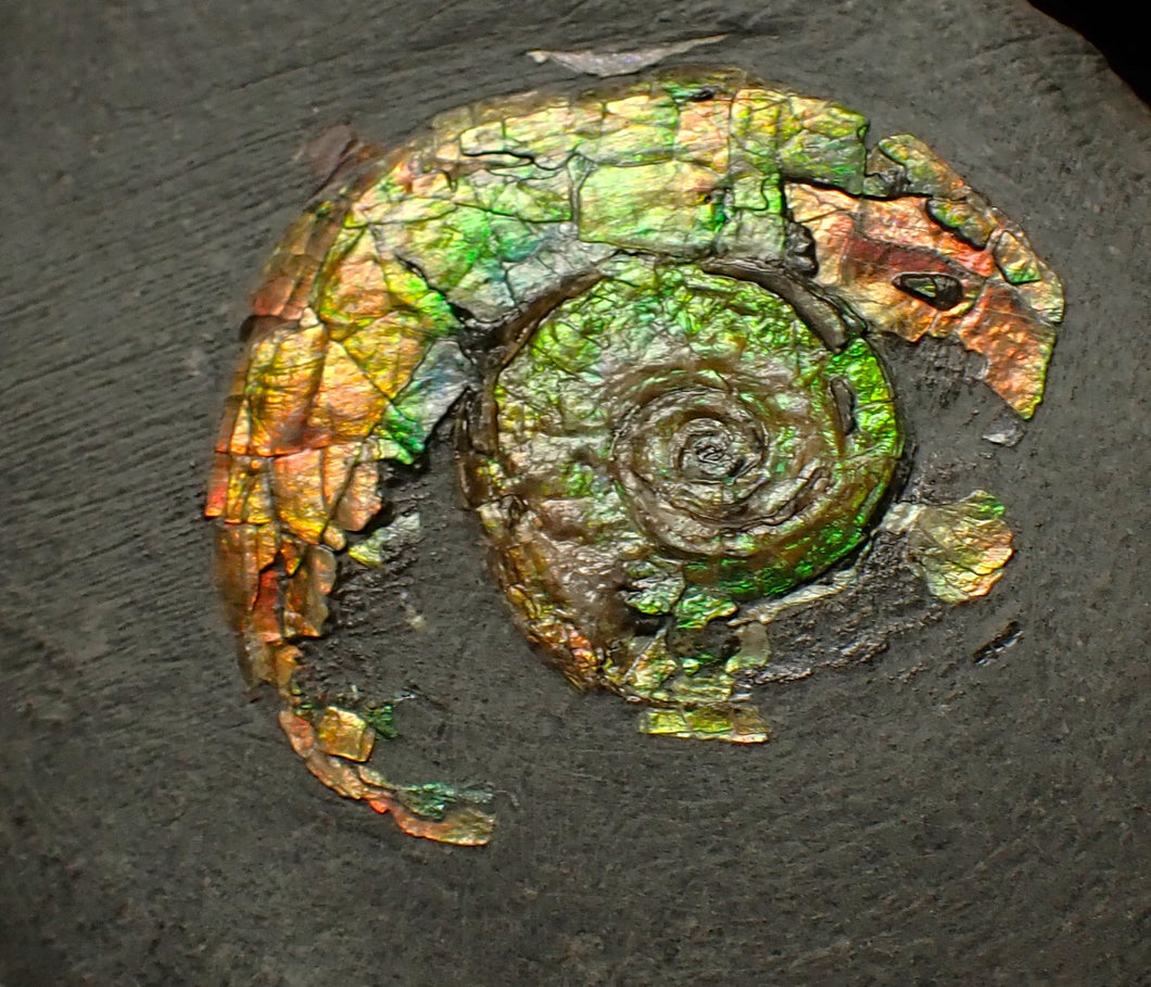 27 mm juvenile Iridescent Psiloceras ammonite fossil display piece