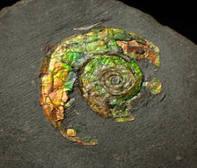 Load image into Gallery viewer, 27 mm juvenile Iridescent Psiloceras ammonite fossil display piece
