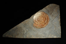 Load image into Gallery viewer, Large complete copper iridescent Caloceras display ammonite
