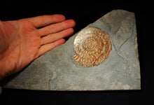 Load image into Gallery viewer, Large complete copper iridescent Caloceras display ammonite

