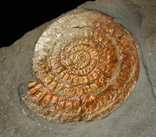 Load image into Gallery viewer, Large complete copper iridescent Caloceras display ammonite
