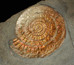 Large complete copper iridescent Caloceras display ammonite