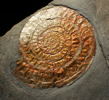 Load image into Gallery viewer, Large complete copper iridescent Caloceras display ammonite
