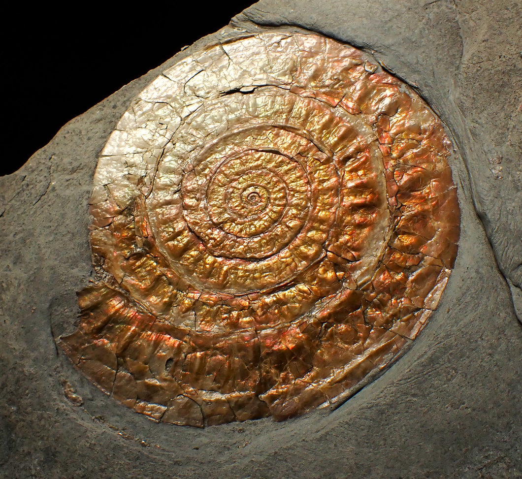 Large complete copper iridescent Caloceras display ammonite