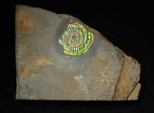 Load image into Gallery viewer, Bright green iridescent Caloceras display ammonite (44mm)
