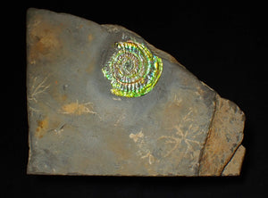 Bright green iridescent Caloceras display ammonite (44mm)