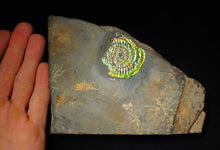 Load image into Gallery viewer, Bright green iridescent Caloceras display ammonite (44mm)
