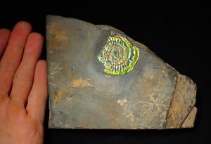 Bright green iridescent Caloceras display ammonite (44mm)