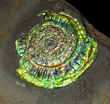 Load image into Gallery viewer, Bright green iridescent Caloceras display ammonite (44mm)
