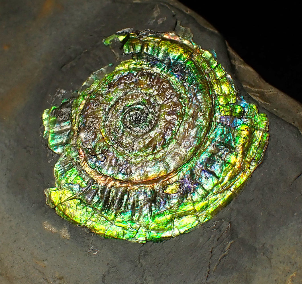 Bright green iridescent Caloceras display ammonite (44mm)